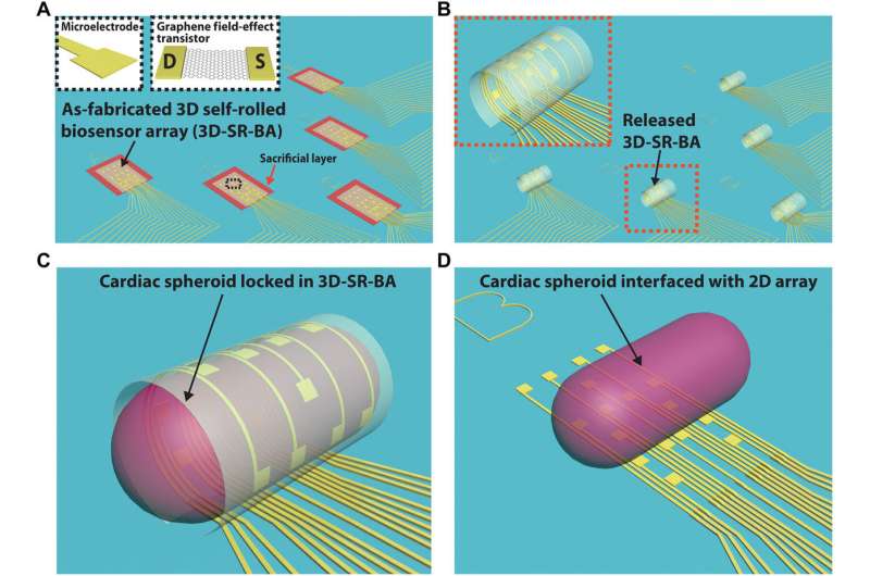 Organ-on-e-chip: 3-D self-rolled biosensor array (3-D-SR-BA) to electrically interrogate electrogenic cells