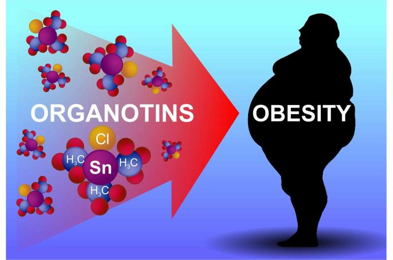 Organotin Poisoning May Cause Obesity, RUDN Medics Say