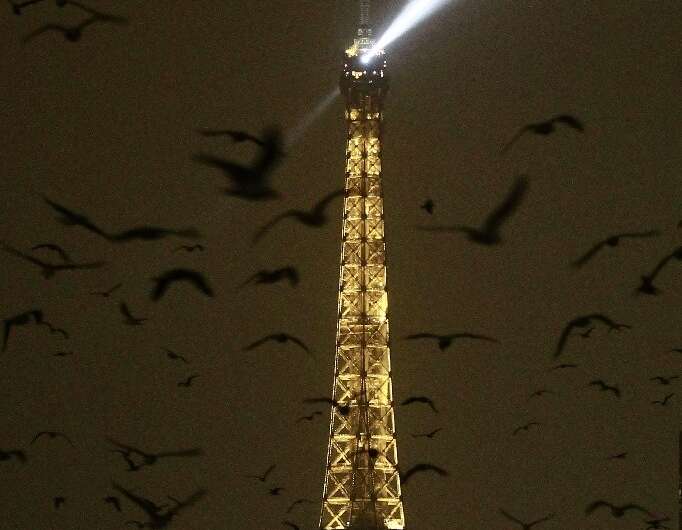 Ornithologist Jean-Philippe Siblet linked the gulls' move to the city to their growing difficulty in finding food along the coas