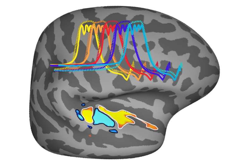 Our brains appear uniquely tuned for musical pitch