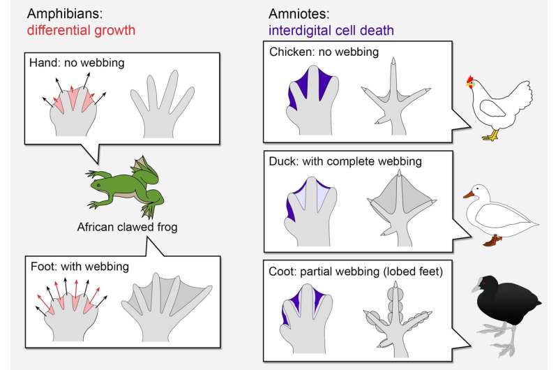 Oxygen shapes arms and legs: Origins of a new developmental mechanism called 'interdigital cell death'