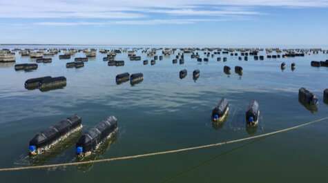 Oyster aquaculture has small but positive impact on Chesapeake Bay water quality