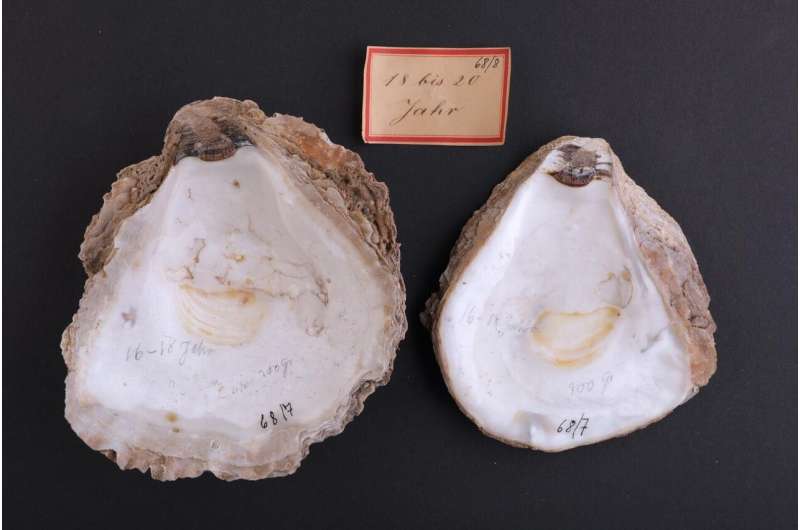 Oyster deaths: American slipper limpet is innocent