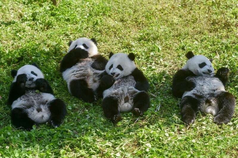 Panda cubs eat in the Shenshuping panda base of the Wolong National Nature Reserve in Wenchuan, China's southwestern Sichuan pro