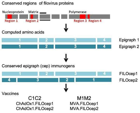 Pan-Filovirus T细胞疫苗保护来自埃博拉和马尔堡的小鼠