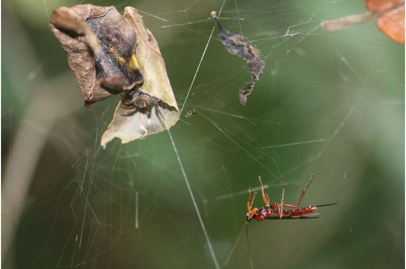 Parasitoid wasps may turn spiders into zombies by hacking their internal code