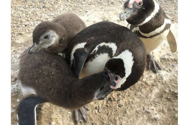 Parents don't pick favorites, at least if you're a Magellanic penguin