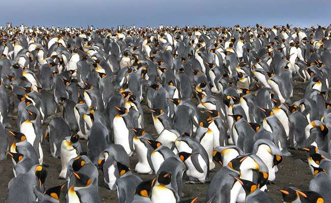 Penguin study reveals Southern Ocean's Ice Age history