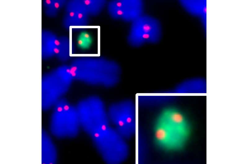 Penn biochemists streamline construction method for human artificial chromosomes