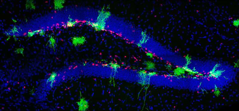Penn researchers discover the source of new neurons in brain hippocampus
