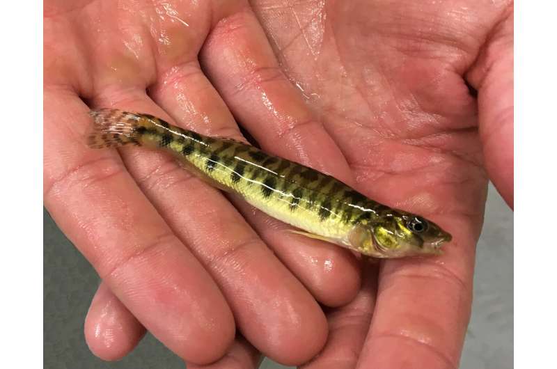 Penn State researchers to boost endangered Chesapeake logperch population