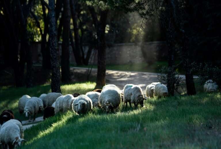 People can &quot;sponsor&quot; one of the sheep by paying 30-90 euros ($34-$100) a year to help support the project