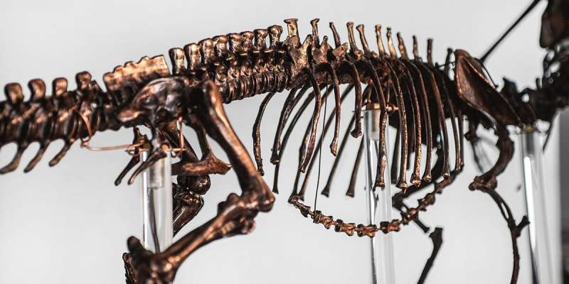 Perfectly preserved dinosaur skin found in Korea