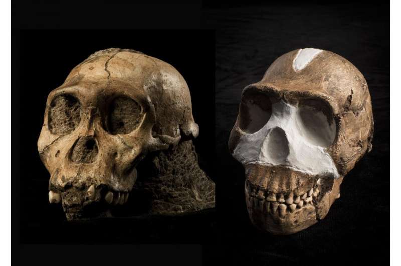 Perot museum unveils exhibition details for origins: Fossils from the cradle of humankind