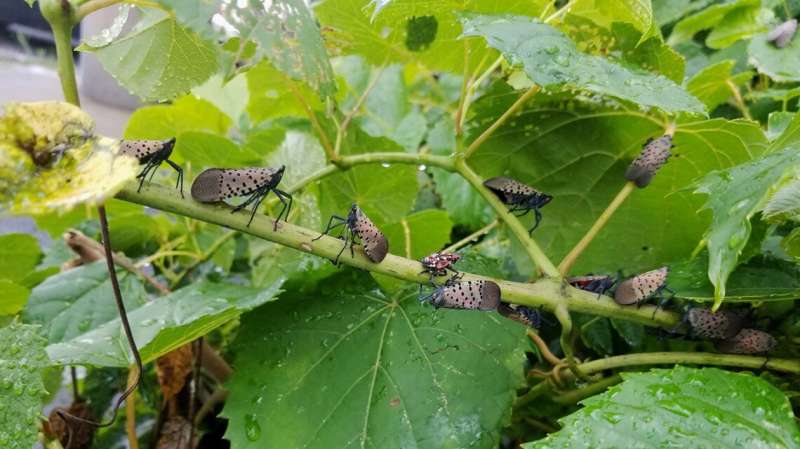 Pest-killing fungi could protect NYS grapes, apples from invasive insect