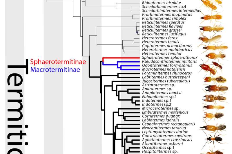 Phylogenetic analysis forces rethink of termite evolution