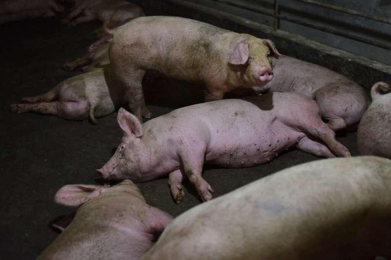 Pigs at a farm in China's central Henan province