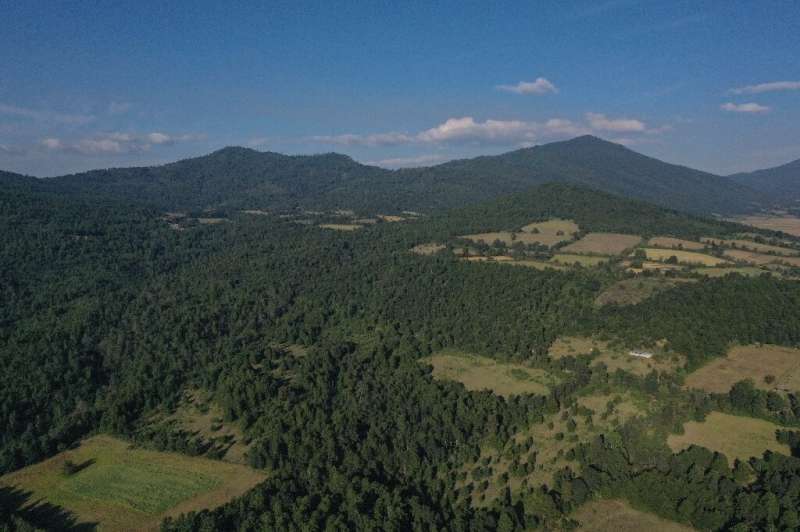Pine trees are once again covering large swathes of Cheran in Mexico's Michoacan state