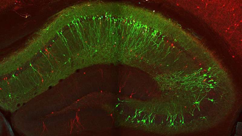 Pinpointing the cells that control the brain's memory flow