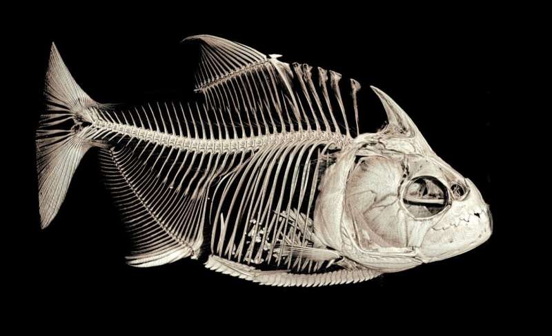 Piranha fish swap old teeth for new simultaneously