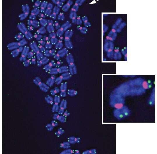 Study finds direct oxidative stress damage shortens telomeres