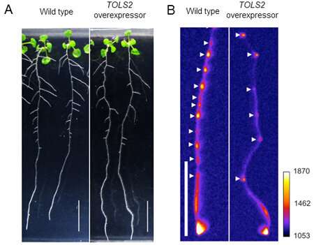 Plant peptide helps roots to branch out in the right places