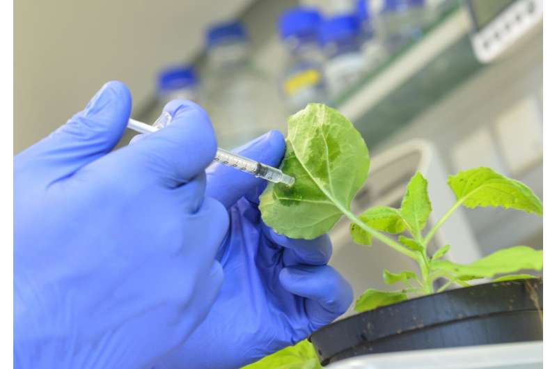 Plant protection: Researchers develop new modular vaccination kit