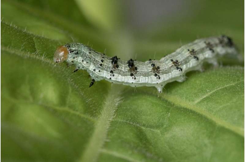 Plants defend against insects by inducing 'leaky gut syndrome'