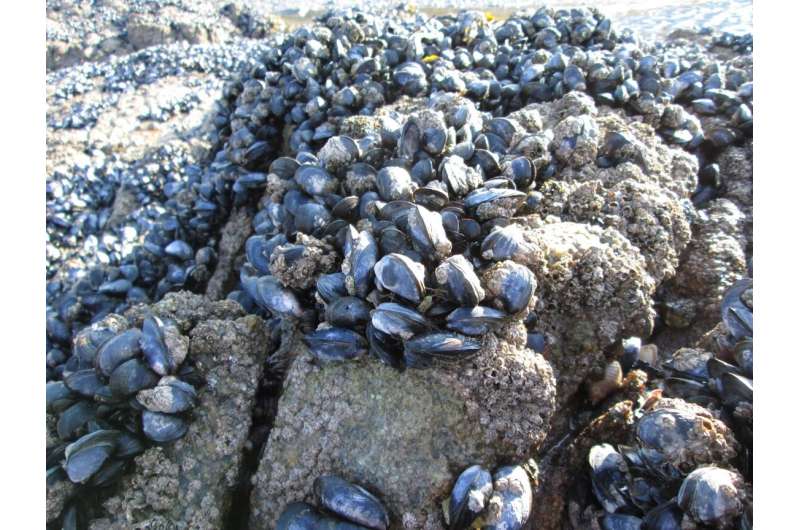 Plastic pollution causes mussels to lose grip