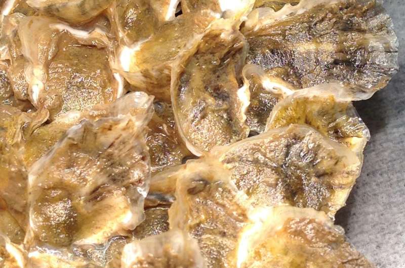 Playing 'tag': Tracking movement of young oysters