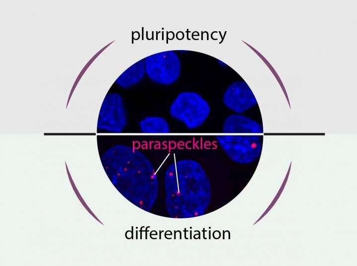 Pluripotency or differentiation -- That is the question