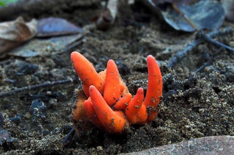 Poison Fire Coral, seen here in this photo by Ray Palmer, is the only known mushroom with toxins that can be absorbed through th