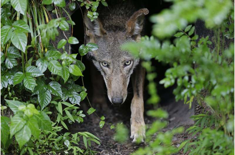 Politics, killings stifle wolf recovery amid hefty price tag