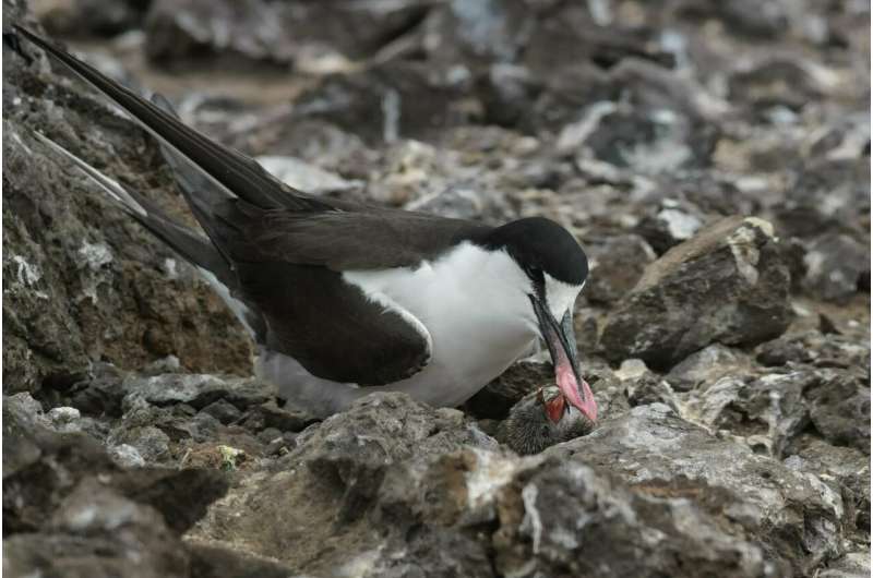 Poor diet may have caused nosedive in major Atlantic seabird nesting colony