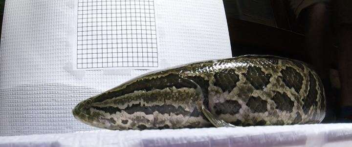 Poor water conditions drive invasive snakeheads onto land