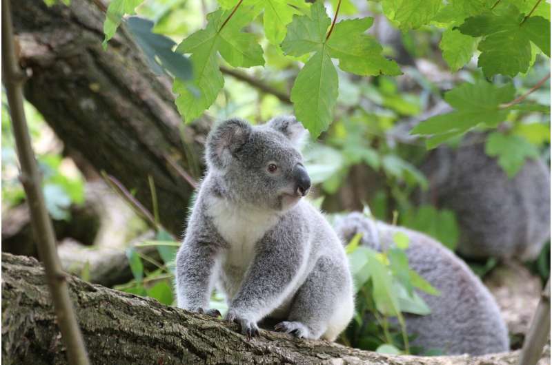 Poo transplants to help save koalas