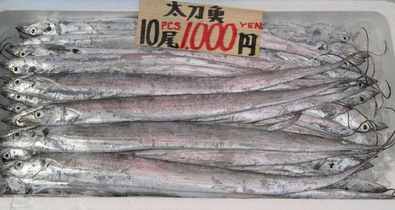 Popular fish in China would increase in value if caught with larger meshes