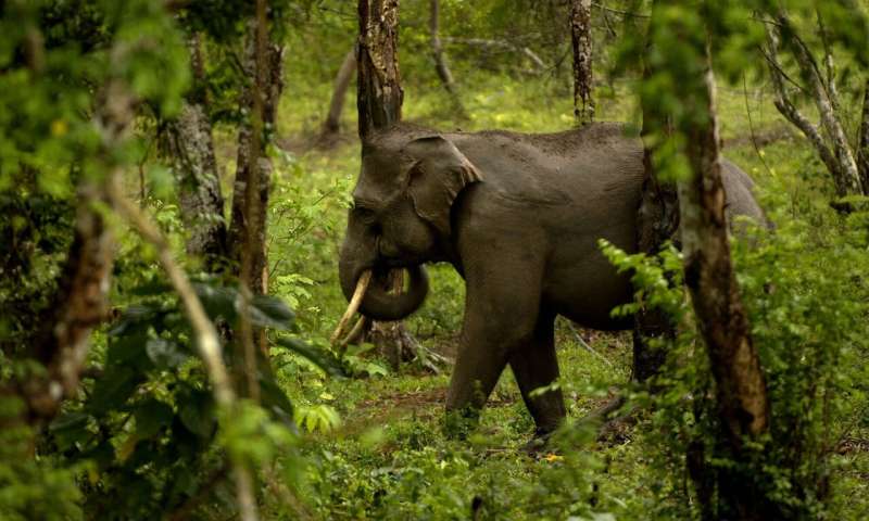 Positive steps for Asian elephants facing skinning threat