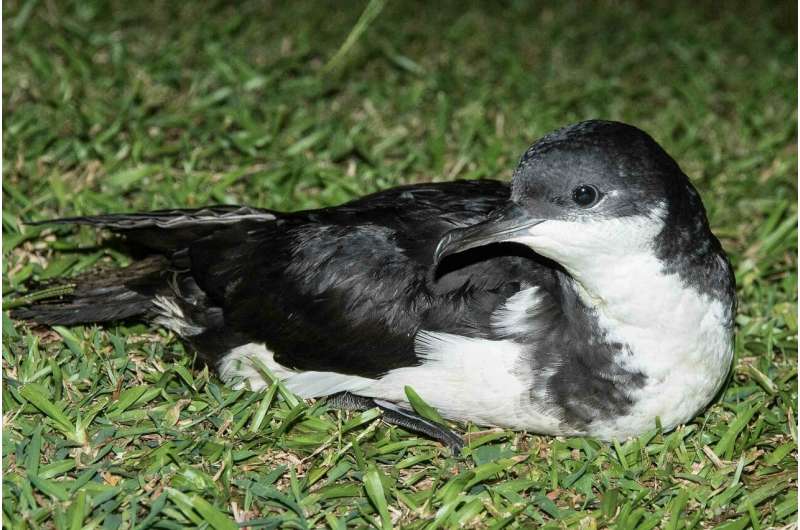 Possible Oahu populations offer new hope for Hawaiian seabirds