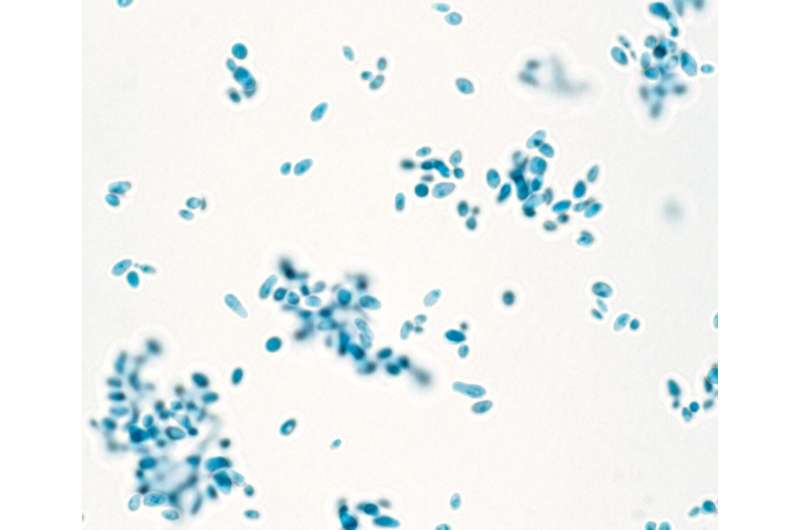 Potential solutions for limiting exposure to Candida auris in healthcare facilities
