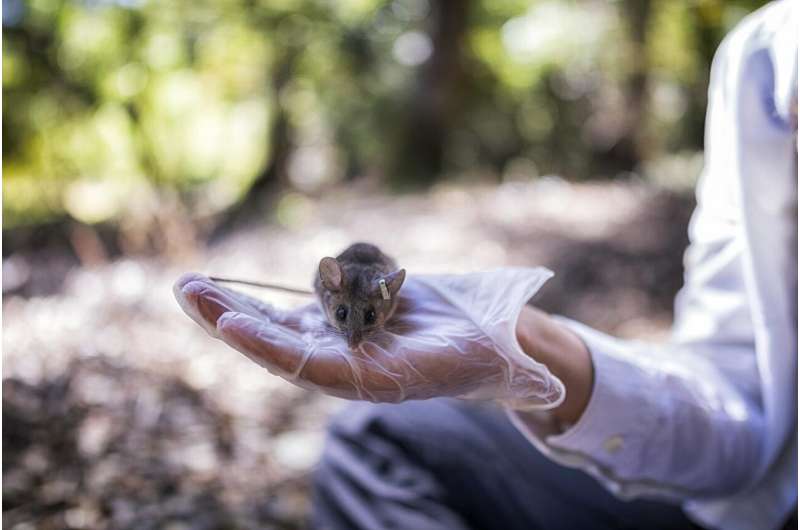 Predators' fear of humans ripples through wildlife communities, emboldening rodents
