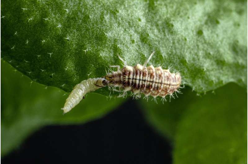 Predatory lacewings do not care whether their prey detoxifies plant defenses or not