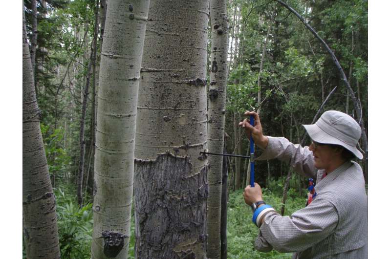 Predicting how forests in the western US will respond to changing climate