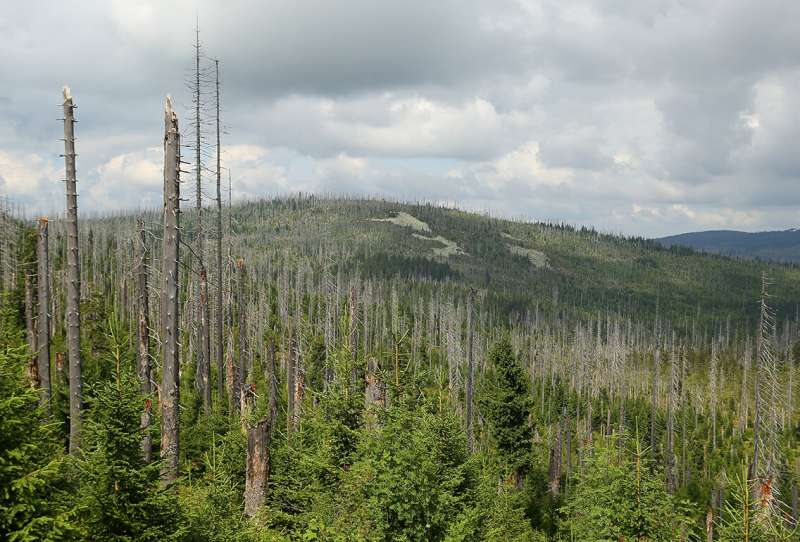 Preventing Future Forest Diebacks