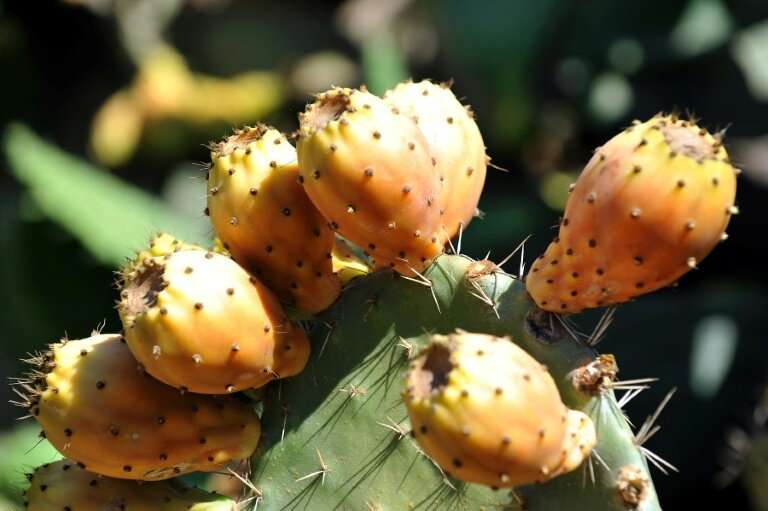 Prickly pears like these in Morocco are proving fruitful for growers in neighbouring Algeria