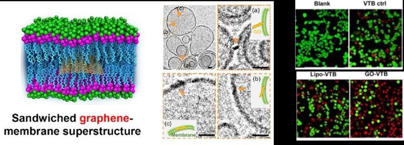 Proof of sandwiched graphene-membrane superstructure opens up a membrane-specific drug delivery mode