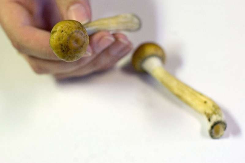 Proponents point to studies that say psilocybin is not considered addictive and could be used against depression or opioid addic