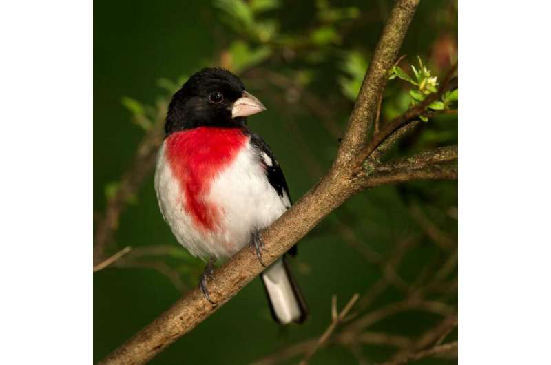 Protecting small forests fails to protect bird biodiversity