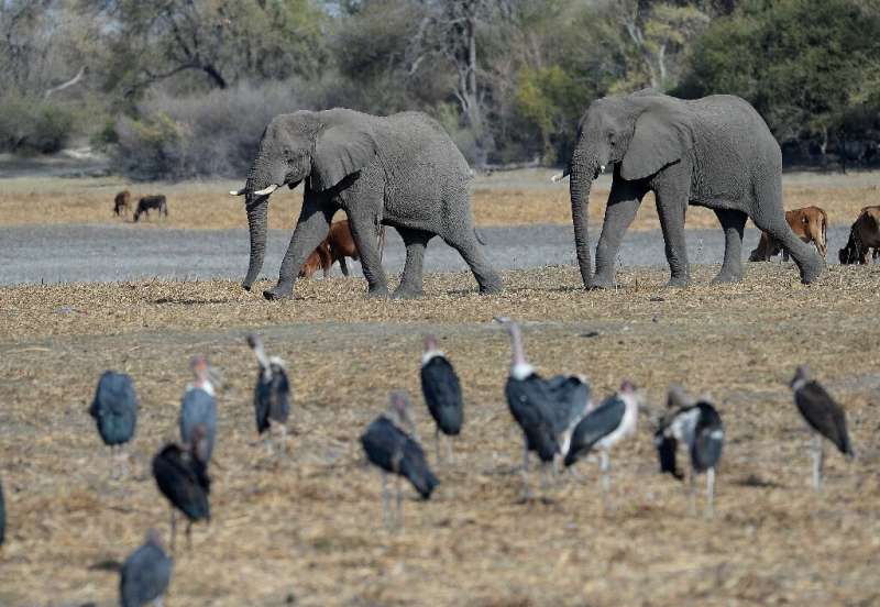 Protection row: Botswana has introduced new rules enabling elephants to be hunted legally