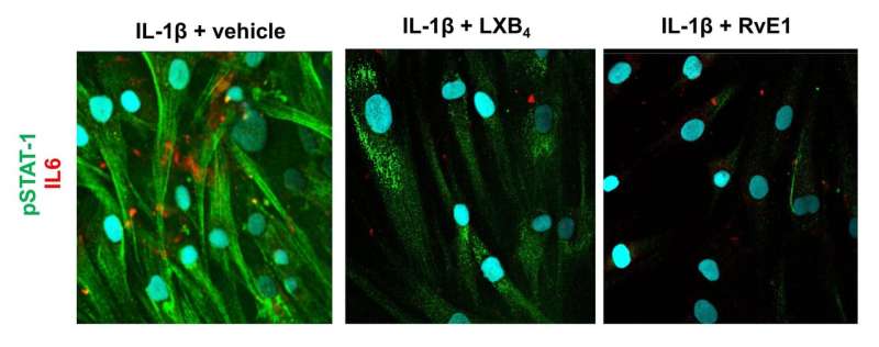 Protective mediators can help heal injured tendon cells by attacking inflammation